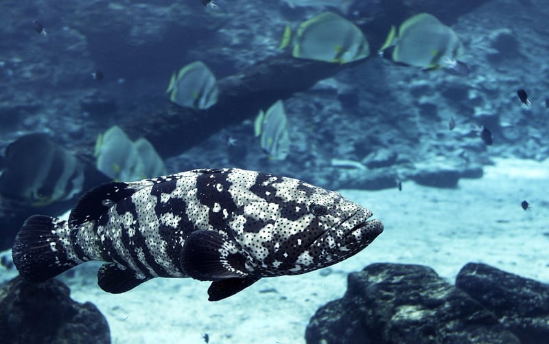 Skydiving over the Great Barrier Reef